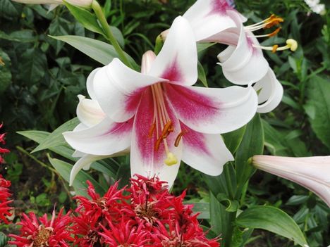 Lilium LO hybrid Triumphator