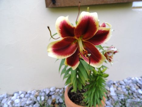 Lilum Red Dutch
