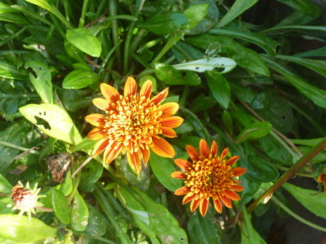 P1070991