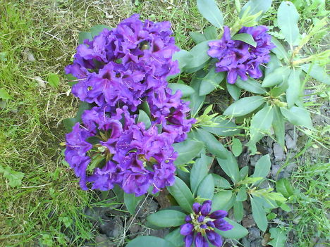 rododendron