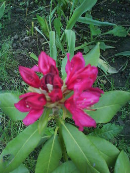 rododendron