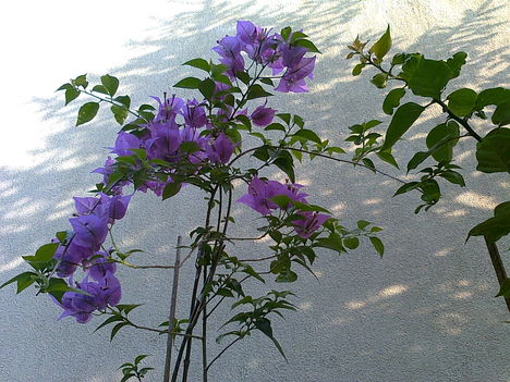 s.lila bougainv.