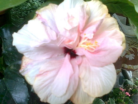 vil.rózsaszin, telt virágú