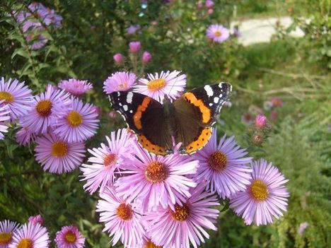 Aster,  lepkével