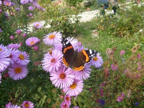 Aster,- pillangóval