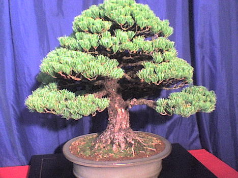 bonsai