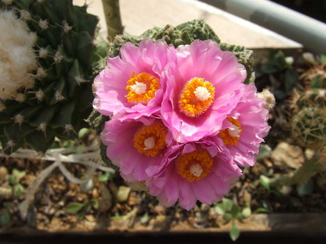 DSCF4882