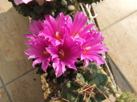 DSCF4885