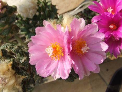 DSCF4886