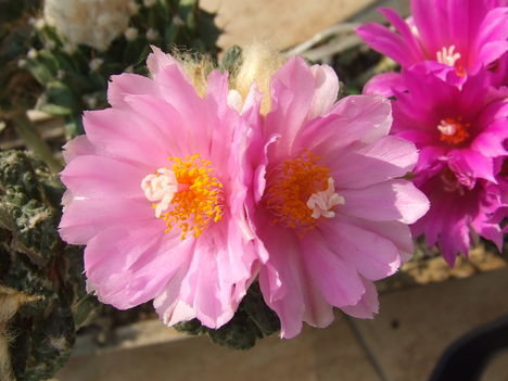 DSCF4887