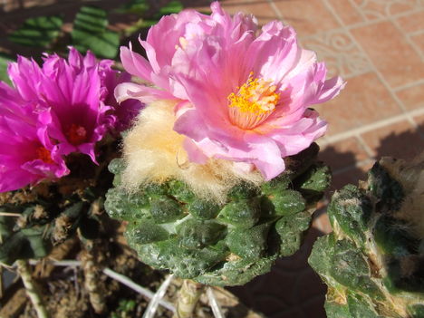 DSCF4893