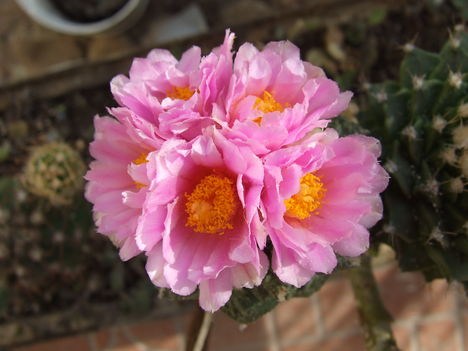 DSCF4903