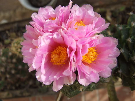 DSCF4904