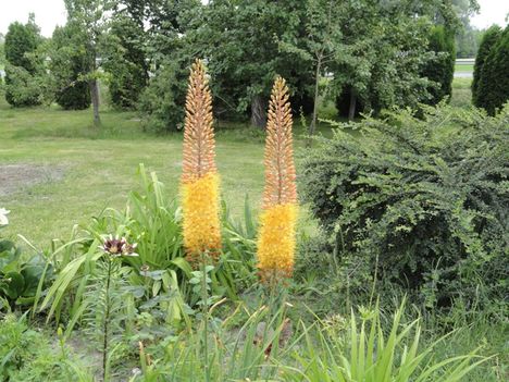Eremurus  Cleopatra