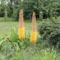 Eremurus  Cleopatra