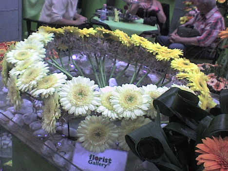 gerbera