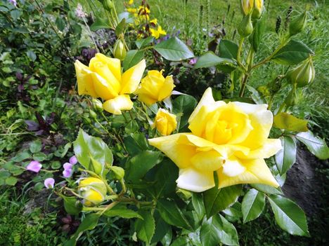 Golden  Perfume  Th.