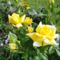 Golden  Perfume  Th.