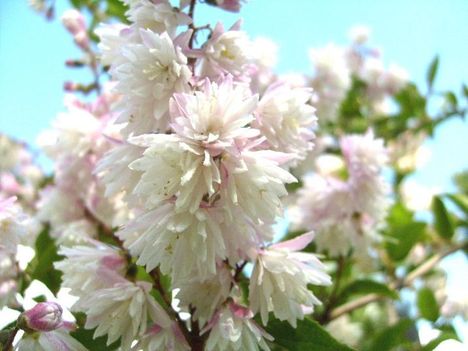 Gyöngyvirágcserje, Deutzia Scabra  Codsall  Pink