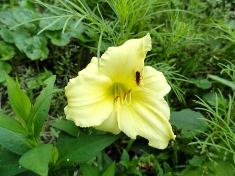 Hemerocallis