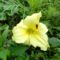 Hemerocallis