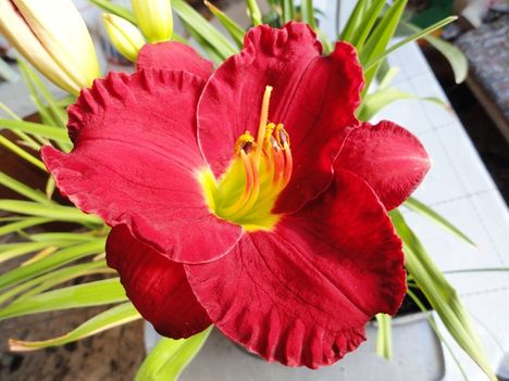 Hemerocallis