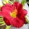 Hemerocallis