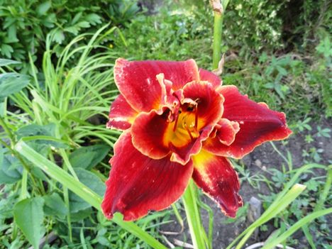 Hemerocallis