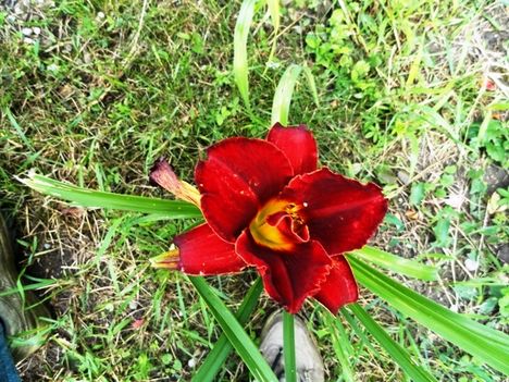 Hemerocallis