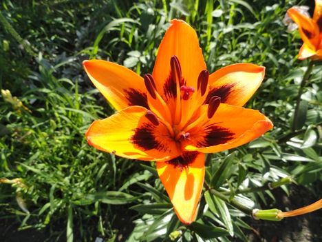 Hemerocallis  Bonanza