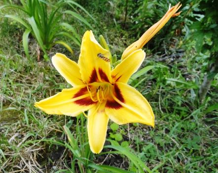 Hemerocallis  Bonanza