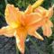 Hemerocallis  Curls