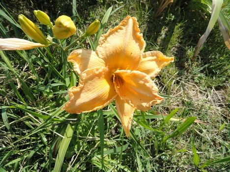 Hemerocallis  Curls
