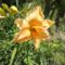 Hemerocallis  Curls