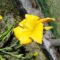 Hemerocallis  Golden  Dewdrop