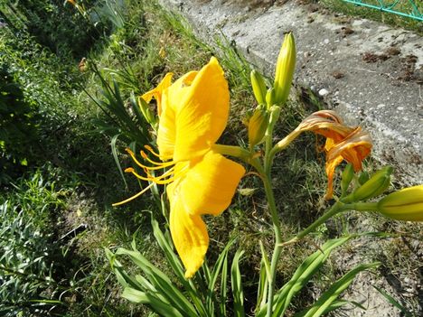 Hemerocallis  Golden Dewdrop
