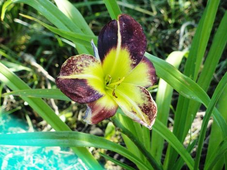 Hemerocallis  Night beacon