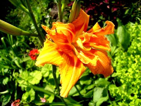 Hemerocallis ' Quanso'