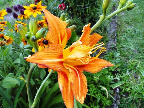 Hemerocallis ' Quanso'
