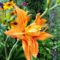 Hemerocallis ' Quanso'