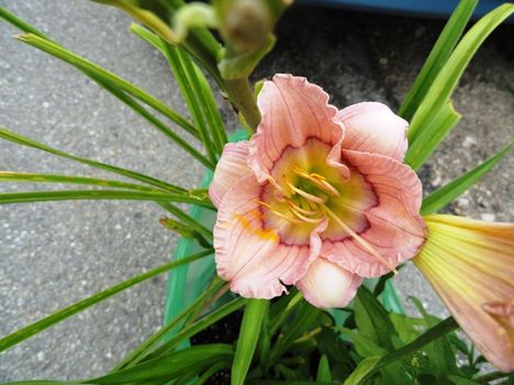 Hemerocallis  Siloam  David  Krichofh