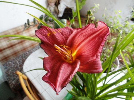 Hemerocallis  Siloam  David  Krichofh