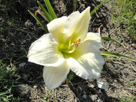 Hemerocallis  White fantasy