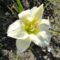 Hemerocallis  White fantasy