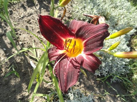 Hemerocallis 'Bela Lugosi'