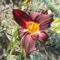 Hemerocallis 'Bela Lugosi'