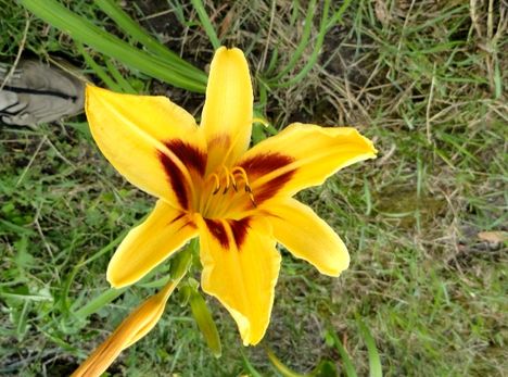 Hemerocallis Bonanza