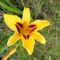 Hemerocallis Bonanza