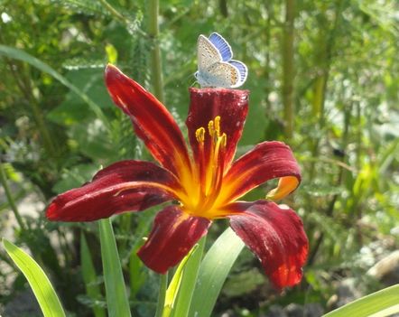Hemerocallis Crimson Pirate