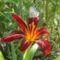 Hemerocallis Crimson Pirate